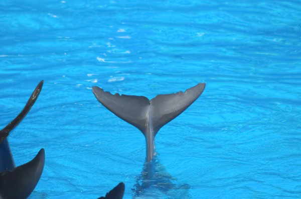 Roliga delfiner — Stockfoto