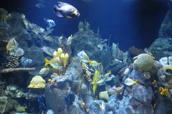 Poissons dans un aquarium tropical — Photo