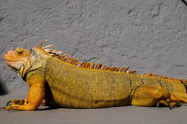 Jeune homme coloré Iguana — Photo