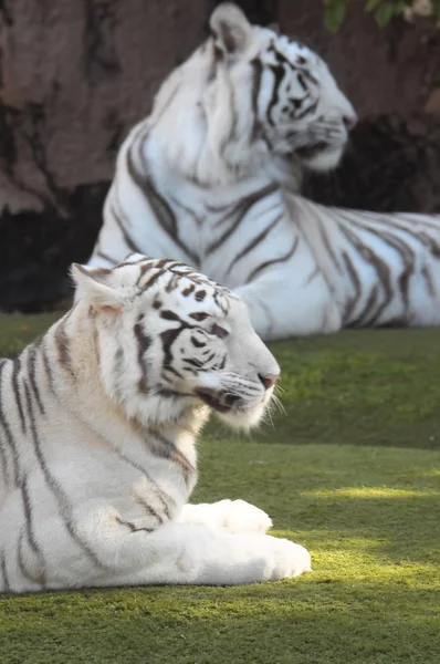 Tigre rayé noir et blanc — Photo