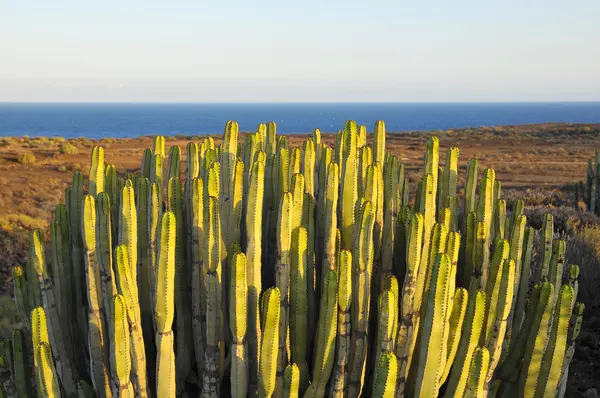 Cactus végétal succulent sur le désert sec — Photo