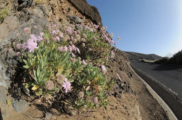 Gekleurde bloemen in de buurt van een weg — Stockfoto