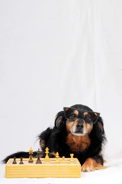 Smart hund spelar schack — Stockfoto