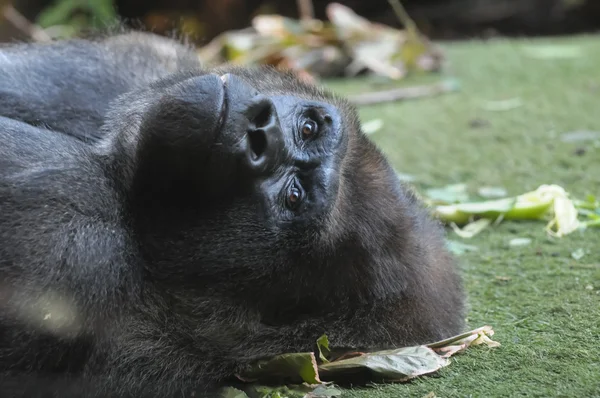 Strong Adult Black Gorilla — Stock Photo, Image
