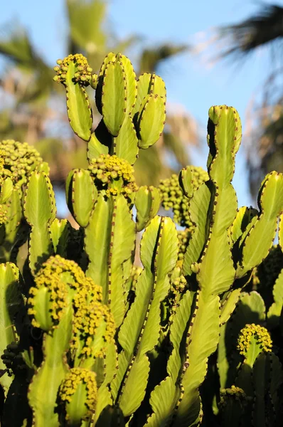 Cactus da fiore — Foto Stock