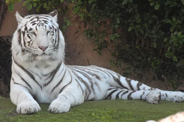 Tigre a strisce in bianco e nero — Foto Stock