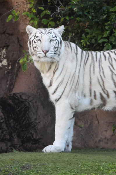 Schwarz-weiß gestreifter Tiger — Stockfoto