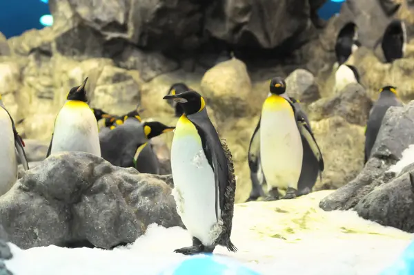 Schwarzer und weißer Pinguin — Stockfoto