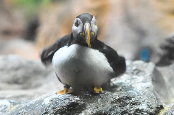 Pingüino blanco y negro —  Fotos de Stock