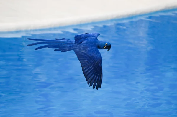 Blauer tropischer Papagei — Stockfoto