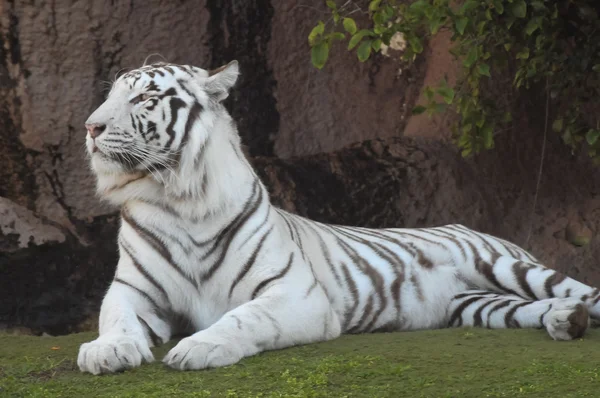 Tigre a strisce in bianco e nero — Foto Stock