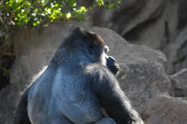 Starker erwachsener schwarzer Gorilla — Stockfoto