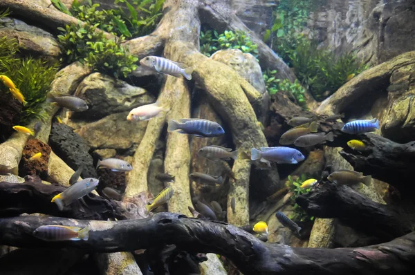 Ryby w akwarium tropikalny — Zdjęcie stockowe