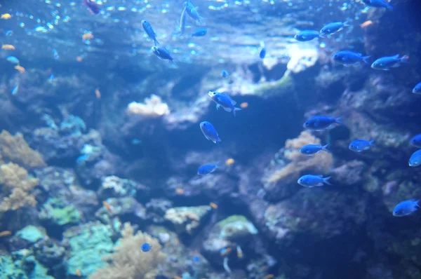 Vissen in een tropisch aquarium — Stockfoto