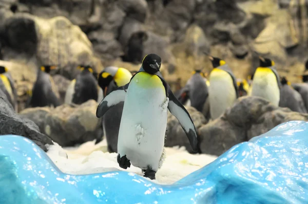 Pingüino blanco y negro —  Fotos de Stock