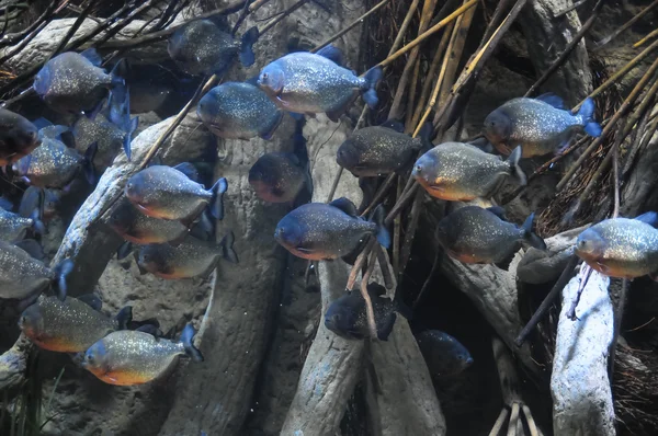 Рыбы в тропическом аквариуме — стоковое фото