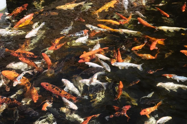 Many Colored Koi Carps — Stock Photo, Image