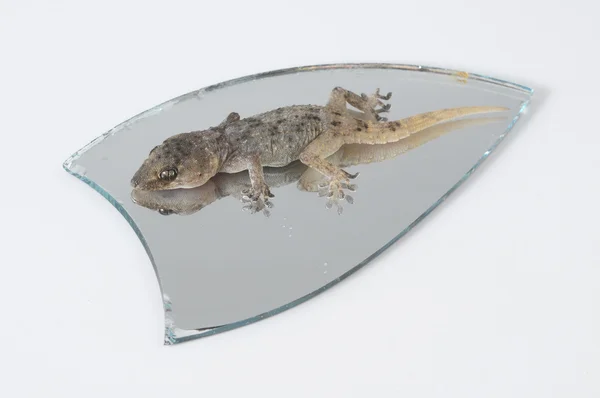 Un pequeño lagarto Gecko y espejo — Foto de Stock