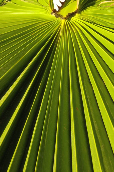 Yeşil palmiye yaprakları — Stok fotoğraf