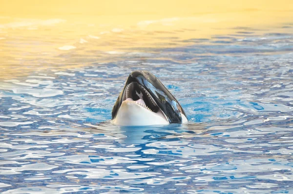 Orcinus Orca — Stockfoto