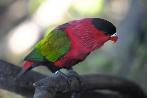 Kolorowe eleganckie papuga ptak — Zdjęcie stockowe