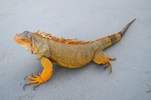 Iguana masculina joven coloreada — Foto de Stock