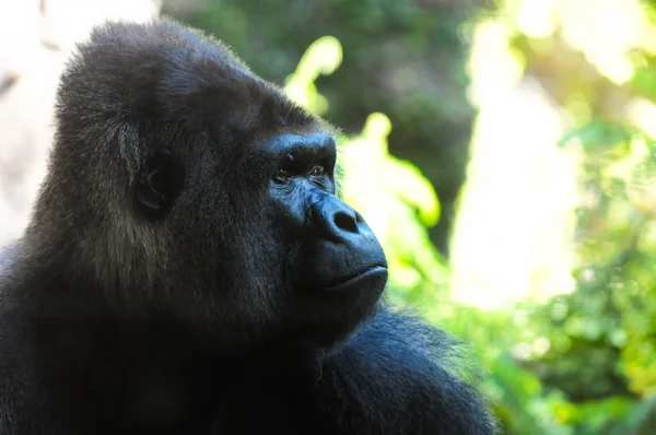 Strong Adult Black Gorilla — Stock Photo, Image