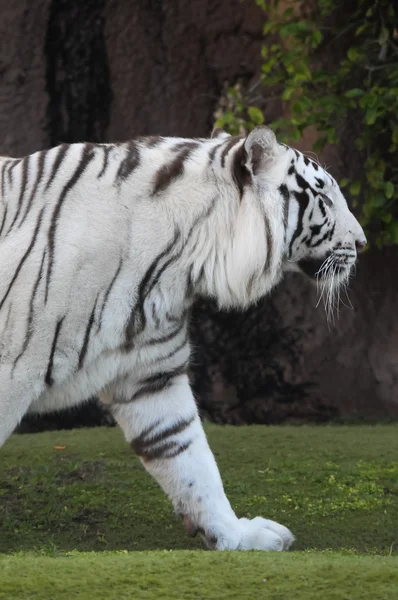 Чёрно-белый полосатый тигр — стоковое фото