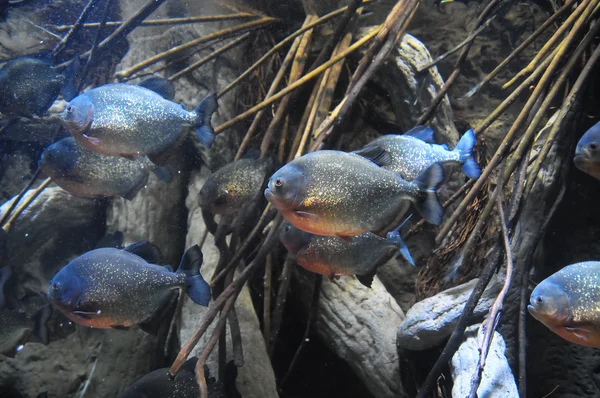 Рыбы в тропическом аквариуме — стоковое фото