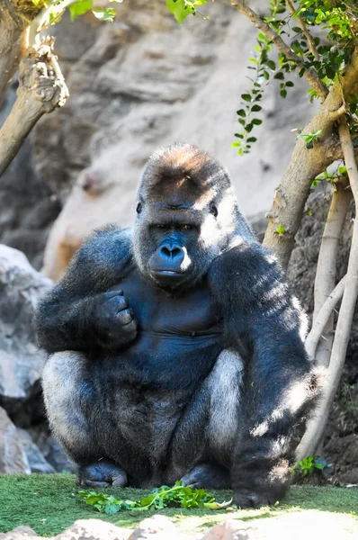 Strong Adult Black Gorilla — Stock Photo, Image