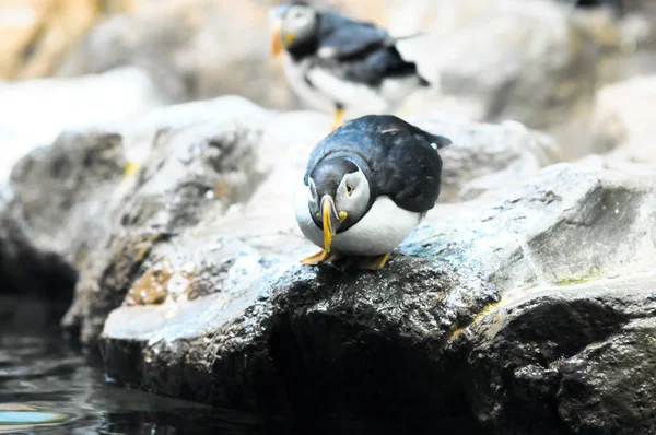 Pingüino blanco y negro — Foto de Stock