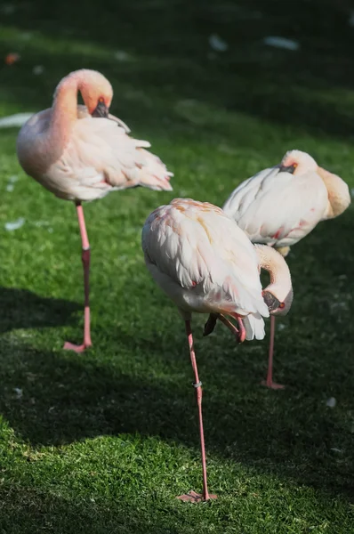 Roze volwassen flamingo — Stockfoto