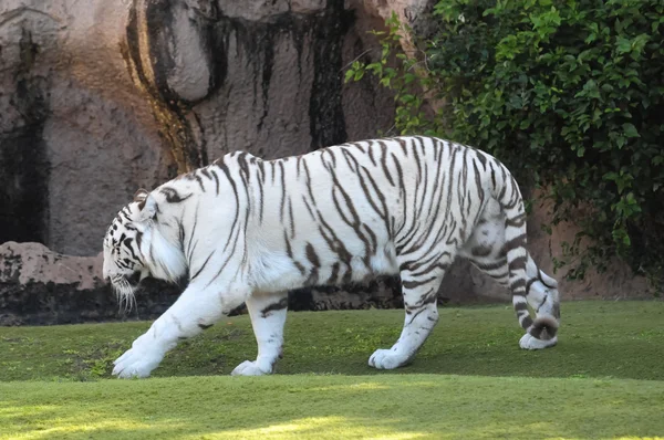 Zwart-wit gestreepte tijger — Stockfoto