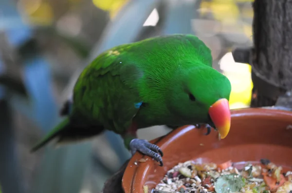 Farbig eleganter Papageienvogel — Stockfoto