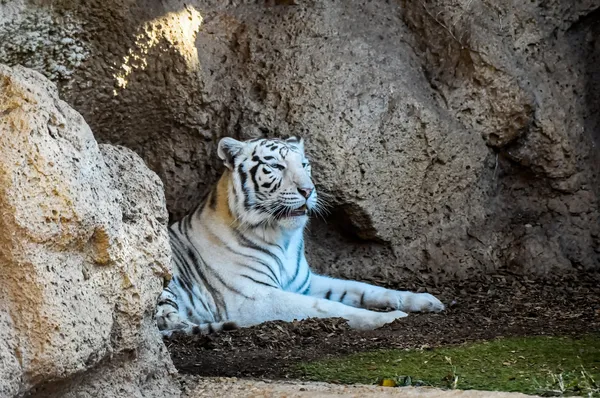 Musta ja valkoinen raidallinen tiikeri — kuvapankkivalokuva