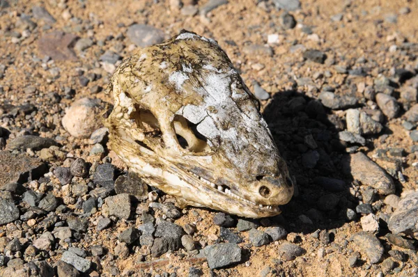 Crânio de lagarto seco canário — Fotografia de Stock