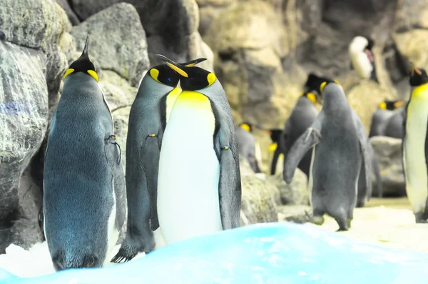 Pinguim preto e branco — Fotografia de Stock