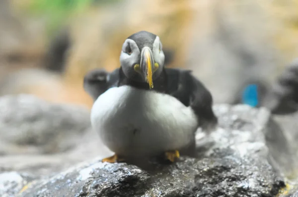 Pinguino bianco e nero — Foto Stock