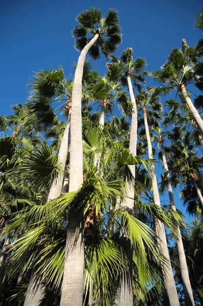 Palm Trees — Stock Photo, Image