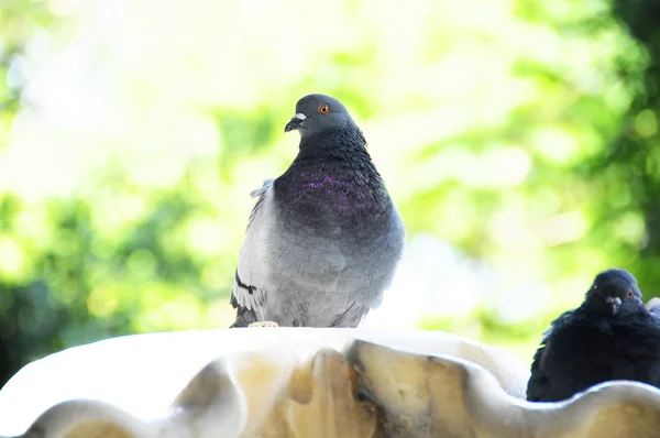 Duif op een marmeren fontein — Stockfoto