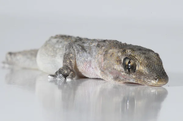 Lézard de Gecko — Photo