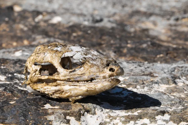 Canarian Dry Lizard Skull — Stock Photo, Image