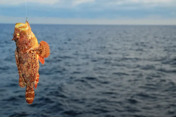紅岩｜海魚 — ストック写真