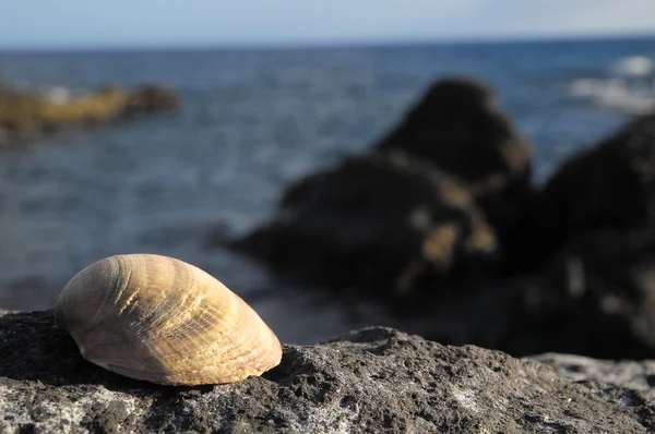 Conchiglia marina calcarea — Foto Stock