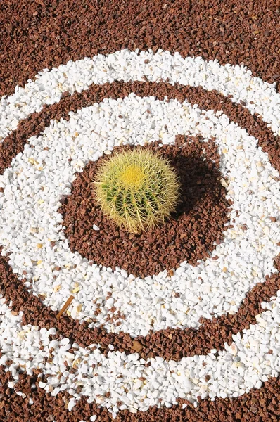 Okrągły roślina soczysty — Zdjęcie stockowe