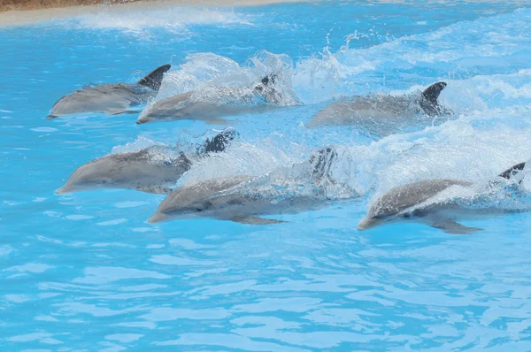 Серый дельфин на очень голубой воде — стоковое фото