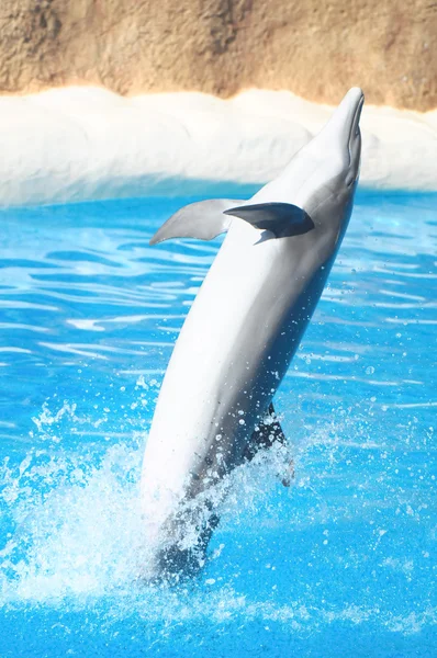Roliga delfiner — Stockfoto