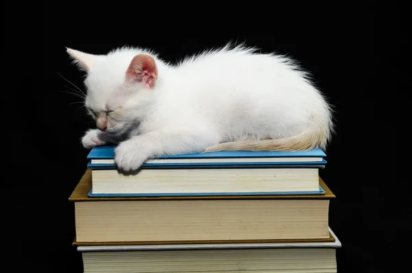 Kot biały młode baby — Zdjęcie stockowe