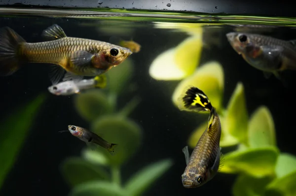 Guppy Multi Colored Fish — Stock Photo, Image