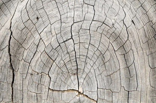 Trä mönster stammen konsistens — Stockfoto